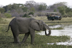 malawi liwonde national park mvuu lodge 30