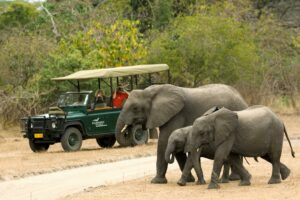 malawi liwonde national park mvuu lodge 35