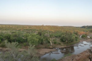 botswana northern tuli mashatu game reserve euphorbia mashatu villas33