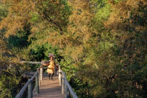 botswana northern tuli mashatu game reserve mashatu lodge27