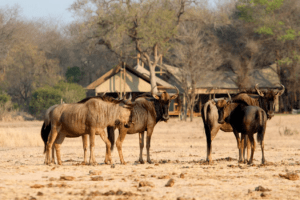 south africa kruger plains camp at rhino walking safaris17