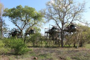 south africa kruger plains camp at rhino walking safaris3