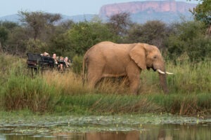 south africa marakele national park marataba safari lodge18