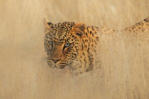 Jason Emilie Namibia New 202420