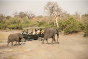 botswana chobe national park chobe under canvas6