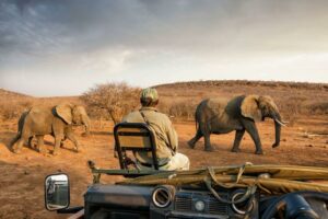 south africa madikwe impodimo game lodge5