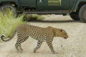 south africa madikwe impodimo game lodge6