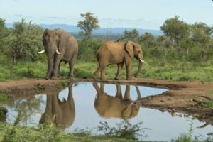 south africa madikwe royal madikwe safari lodge10