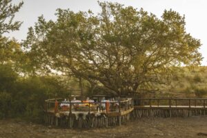 south africa madikwe tuningi safari lodge15