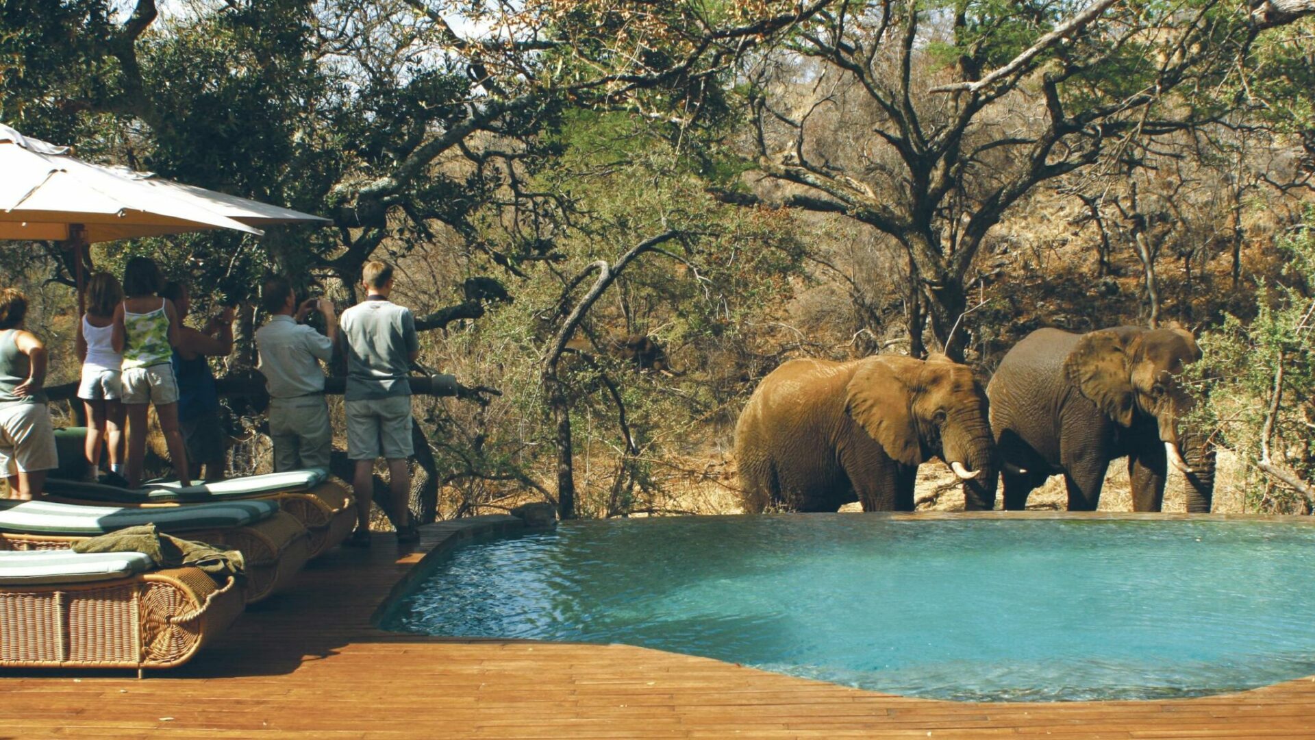 south africa madikwe tuningi safari lodge19