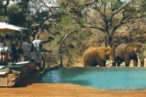south africa madikwe tuningi safari lodge19