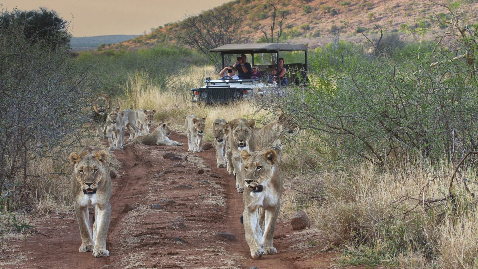 south africa madikwe tuningi safari lodge5