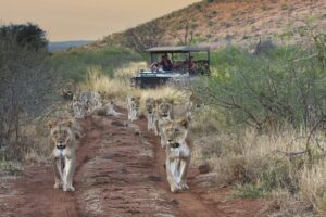 south africa madikwe tuningi safari lodge5