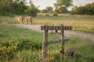 south africa sabi sands Londolozi varty camp4