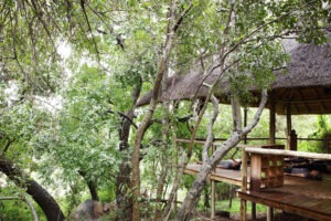 south africa sabi sands Londolozi varty camp8