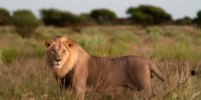 BIG 5 Safaris