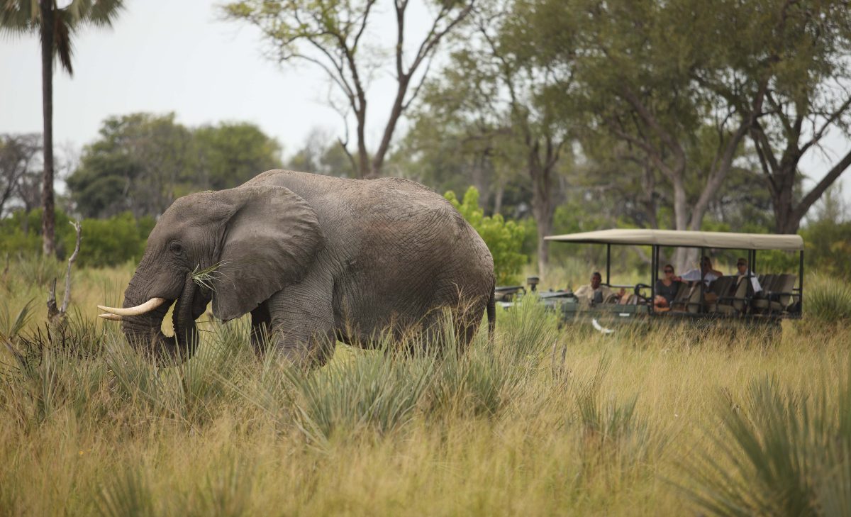 botswana moremi game reserve andbeyond nxabega9