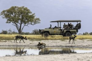botswana moremi game reserve kiri camp42
