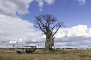 botswana moremi game reserve kiri camp46