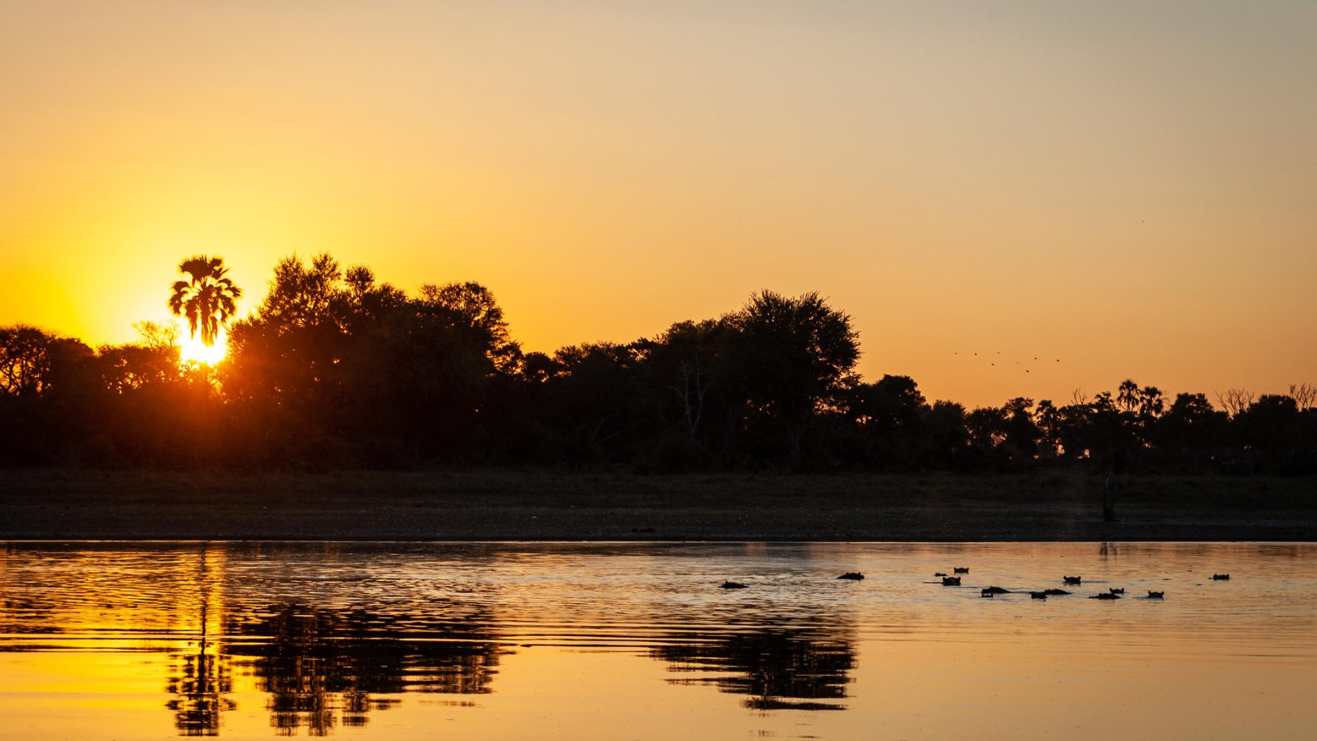 botswana moremi game reserve kiri camp63