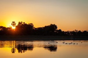 botswana moremi game reserve kiri camp63