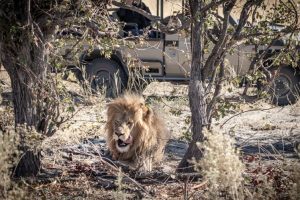botswana moremi game reserve mma dinare camp19