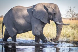 botswana moremi game reserve mma dinare camp20