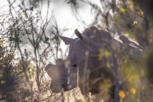 botswana moremi game reserve mma dinare camp21