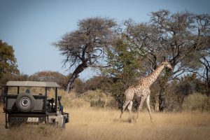 botswana moremi game reserve mma dinare camp22