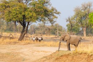 zambia south luanwga national park puku ridge20