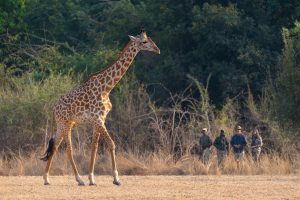 zambia south luanwga national park puku ridge21