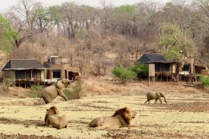 zambia south luanwga national park puku ridge25