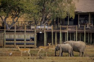 zambia south luanwga national park puku ridge26