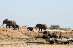 zambia south luanwga national park puku ridge27