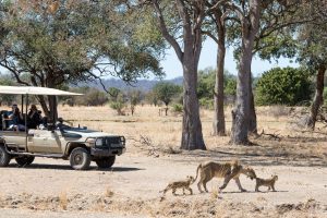 zambia south luanwga national park puku ridge28