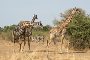 zambia south luanwga national park puku ridge3