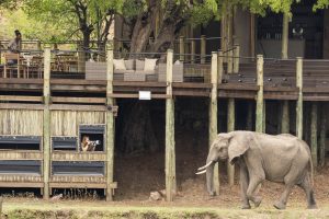 zambia south luanwga national park puku ridge31