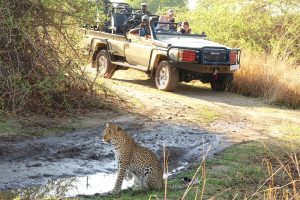 zambia south luanwga national park puku ridge32
