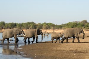 zambia south luanwga national park puku ridge4