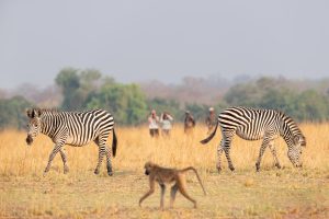zambia south luanwga national park puku ridge46