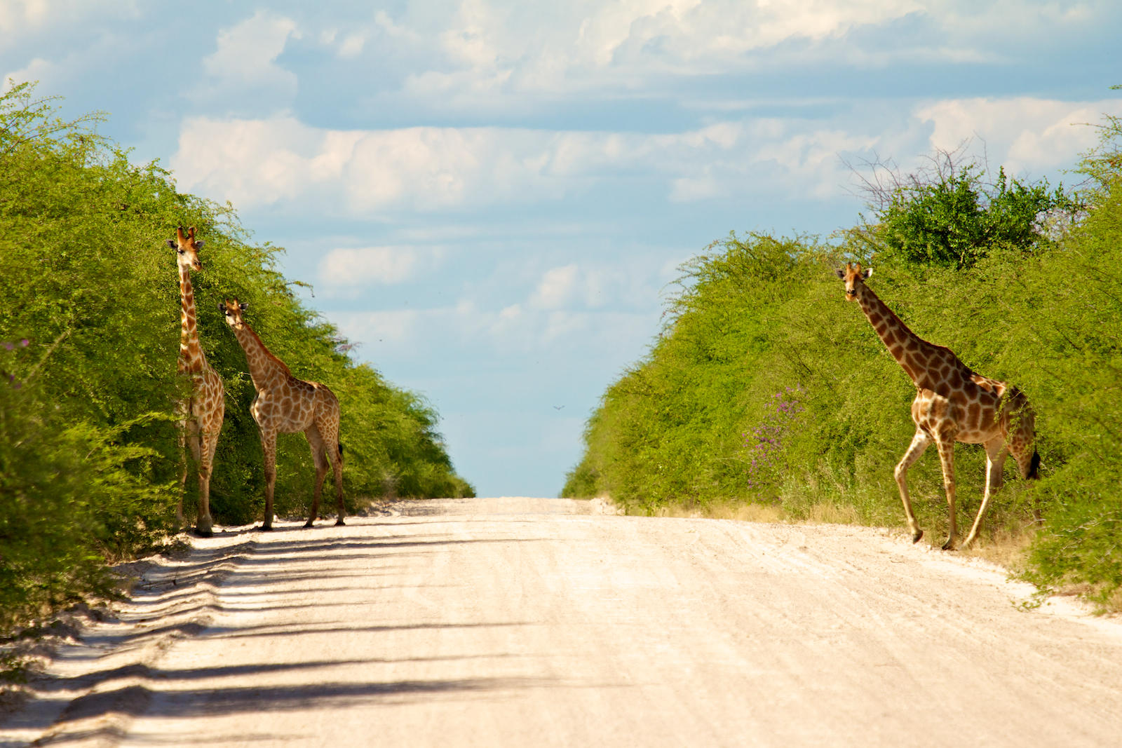 Mokuti Etosha Lodge Namibia Luxury15