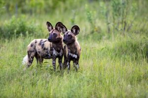 botswana moremi game reserve dukes camp35 copy