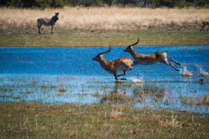 botswana moremi game reserve dukes camp50
