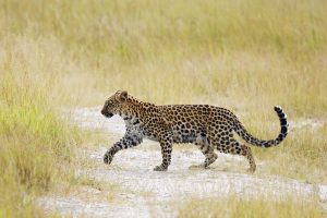 botswana moremi game reserve dukes camp51