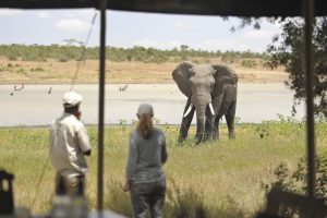kenya ol pejeta kicheche laikipia7