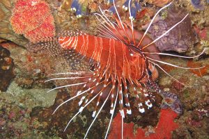 mozambique vilanculos asdunas lodge22