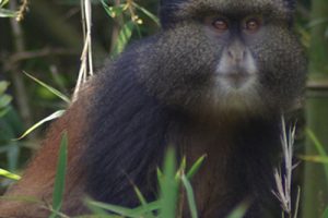 rwanda volcanoes national park five volcanoes boutique hotel12