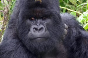 rwanda volcanoes national park five volcanoes boutique hotel15