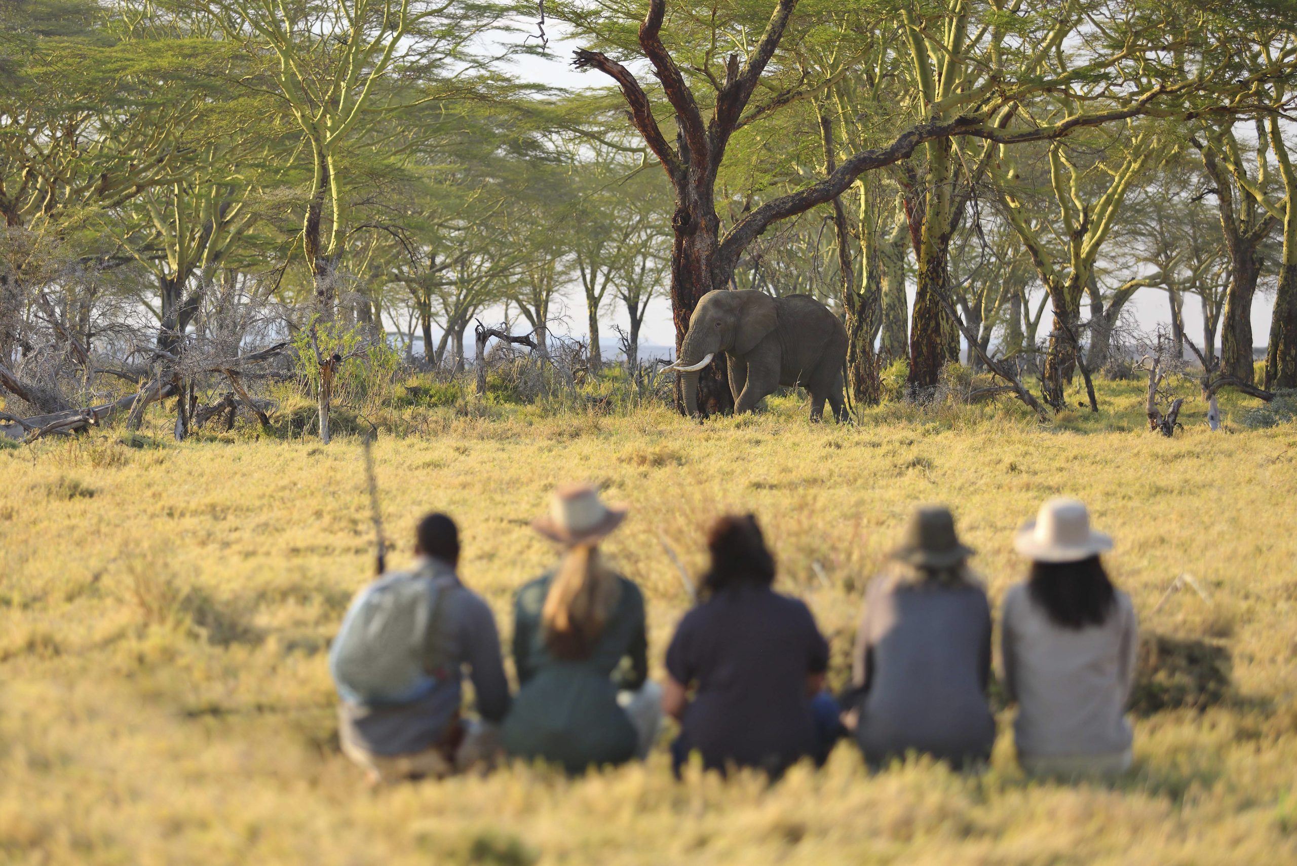 tanzania serengeti namiri plains34