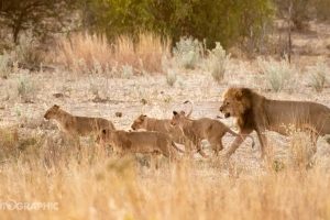 zimbabwe hwange deteema springs camp10